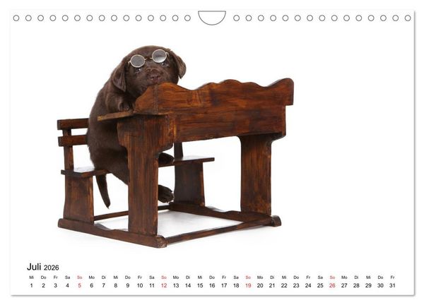 Produktbild: Funny Dogs (Wandkalender 2026 DIN A4 quer), CALVENDO Monatskalender