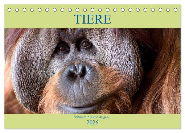 Tiere Schau mir in die Augen (Tischkalender 2026 DIN A5 quer), CALVENDO Monatskalender