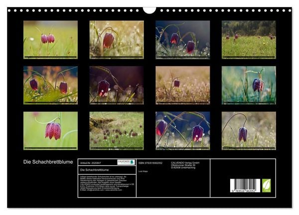 Produktbild: Die Schachbrettblume (Wandkalender 2026 DIN A3 quer), CALVENDO Monatskalender