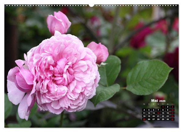 Produktbild: Magie der Rosen (hochwertiger Premium Wandkalender 2026 DIN A2 quer), Kunstdruck in Hochglanz