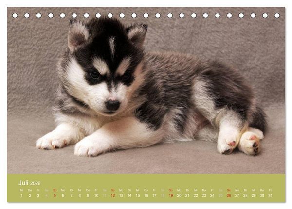 Produktbild: Husky Welpen (Tischkalender 2026 DIN A5 quer), CALVENDO Monatskalender