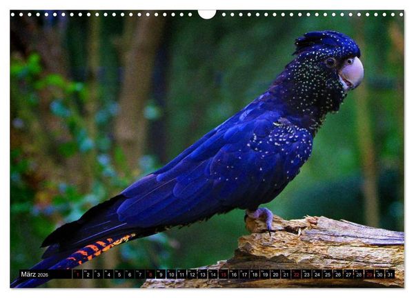 Produktbild: Australiens Tierwelt (Wandkalender 2026 DIN A3 quer), CALVENDO Monatskalender