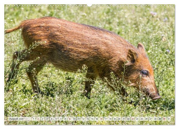 Produktbild: Wildschweine - Im Schatten des Waldes (hochwertiger Premium Wandkalender 2026 DIN A2 quer), Kunstdruck in Hochglanz