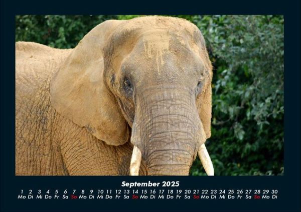 Produktbild: Der Tierkalender 2025 Fotokalender DIN A4
