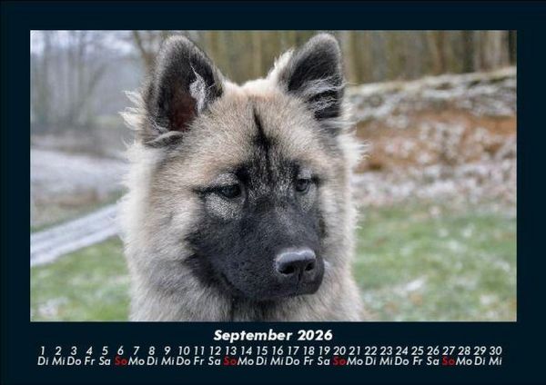 Produktbild: Hundezauber 2026 Fotokalender DIN A5