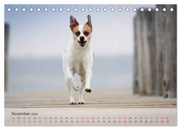 Produktbild: Hunde 2026 - Treue Begleiter (Tischkalender 2026 DIN A5 quer), CALVENDO Monatskalender