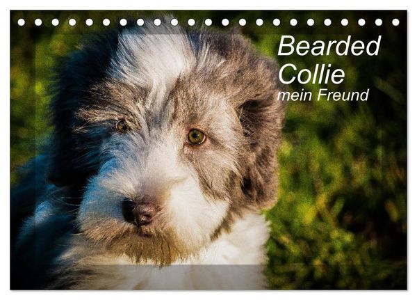 Produktbild: Bearded Collie, mein Freund (Tischkalender 2026 DIN A5 quer), CALVENDO Monatskalender