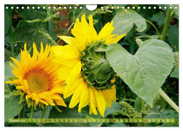 Produktbild: Sonnenblumenwelt (Wandkalender 2026 DIN A4 quer), CALVENDO Monatskalender