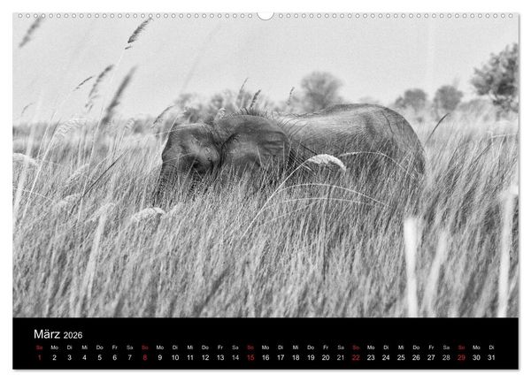 Produktbild: Elefanten Schwarz - Weiss (hochwertiger Premium Wandkalender 2026 DIN A2 quer), Kunstdruck in Hochglanz