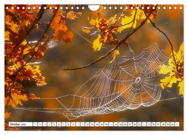 Produktbild: Bunte Bl&auml;tter (Wandkalender 2026 DIN A4 quer), CALVENDO Monatskalender
