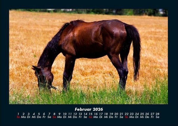 Produktbild: Pferde Kalender 2026 Fotokalender DIN A4