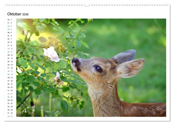Produktbild: Rehkitze, zierliche Sch&ouml;nheiten mit gro&szlig;en, sanften Augen (hochwertiger Premium Wandkalender 2026 DIN A2 quer), Kunstdruck in Hochglanz