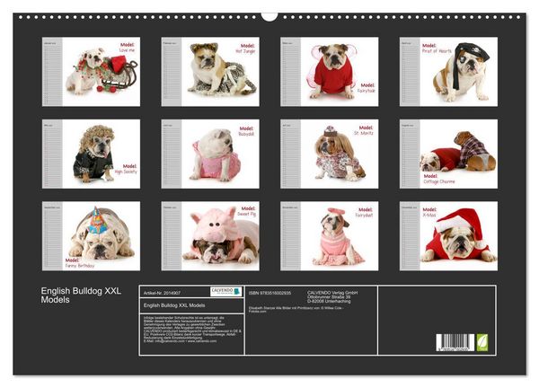 Produktbild: English Bulldog XXL Models (Wandkalender 2026 DIN A2 quer), CALVENDO Monatskalender