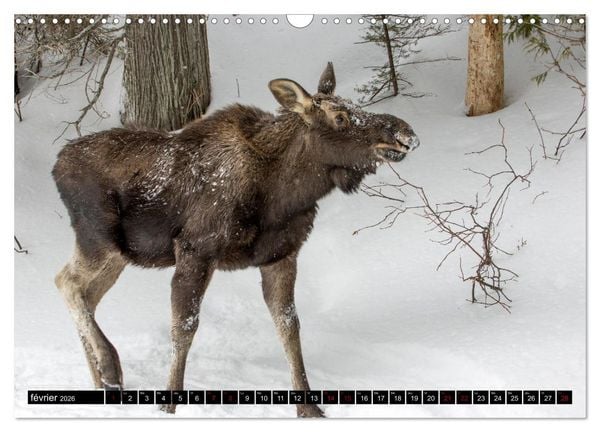 Produktbild: LE G&Eacute;ANT DES FOR&Ecirc;TS CANADIENNES (Calendrier mural 2026 DIN A3 vertical), CALVENDO calendrier mensuel