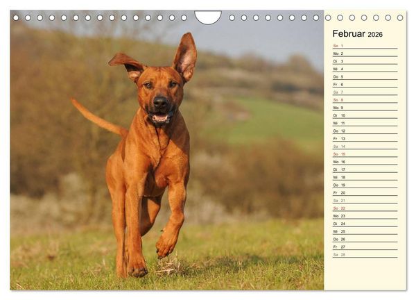 Produktbild: Rhodesian Ridgeback 2026 (Wandkalender 2026 DIN A4 quer), CALVENDO Monatskalender