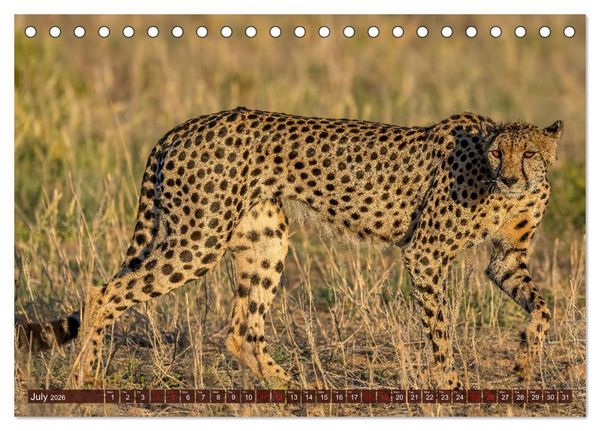 Produktbild: Amazing Cheetahs (Desk Calendar 2026 DIN A5 landscape), CALVENDO 12 Month DeskCalendar