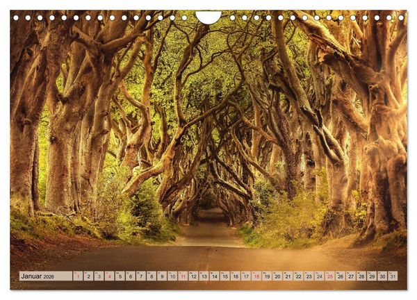 Produktbild: Leise durch den Wald. Sich Zeit nehmen und der Stille lauschen (Wandkalender 2026 DIN A4 quer), CALVENDO Monatskalender