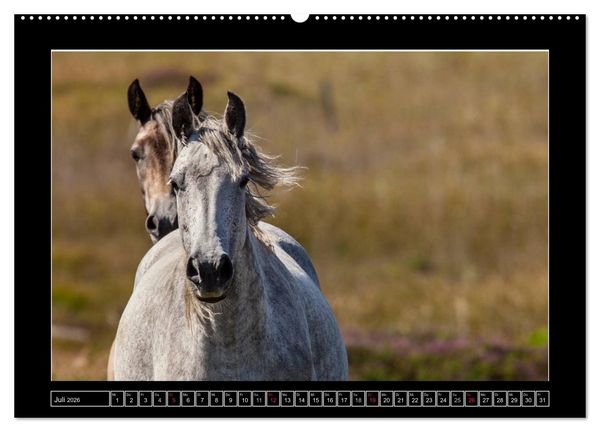 Produktbild: Connemara - Irlands wilder Westen (Wandkalender 2026 DIN A2 quer), CALVENDO Monatskalender