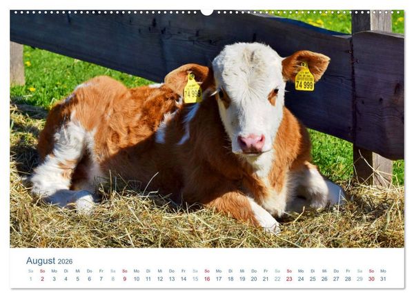 Produktbild: Tierisches Leben auf dem Bauernhof 2026 (Wandkalender 2026 DIN A2 quer), CALVENDO Monatskalender
