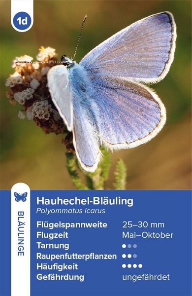 Produktbild: Einheimische Schmetterlinge &ndash; das Quartett-Spiel