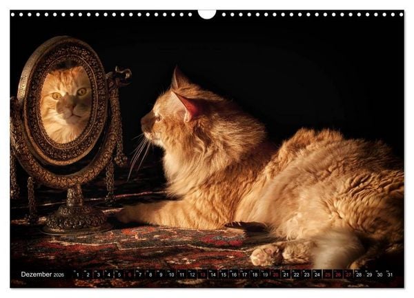 Produktbild: KATZEN Beautys (Wandkalender 2026 DIN A3 quer), CALVENDO Monatskalender