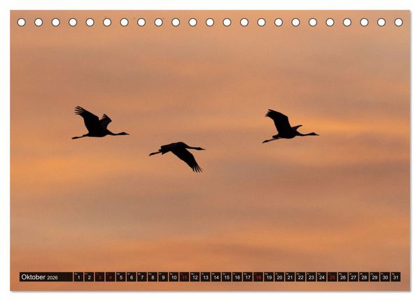 Produktbild: Dar&szlig;-Zingst Naturimpressionen (Tischkalender 2026 DIN A5 quer), CALVENDO Monatskalender