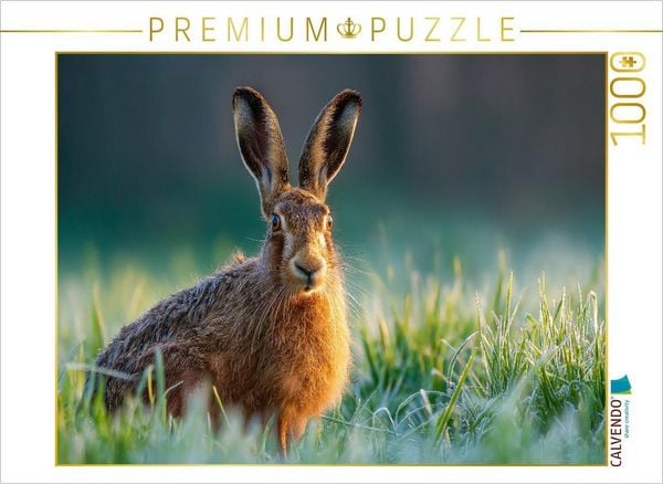 CALVENDO Puzzle Feldhase im Morgentau auf der Wiese | 1000 Teile Lege-Größe 64x48cm Foto-Puzzle für glückliche Stunden