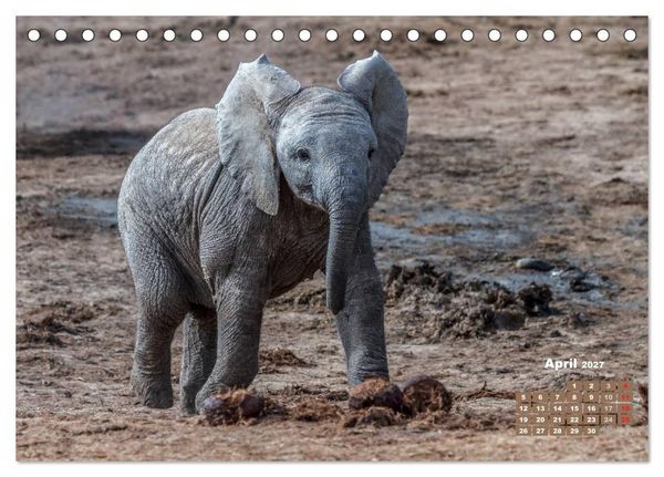 Produktbild: Afrikas Tierwelt: Elefantenbabys (Tischkalender 2027 DIN A5 quer), CALVENDO Monatskalender