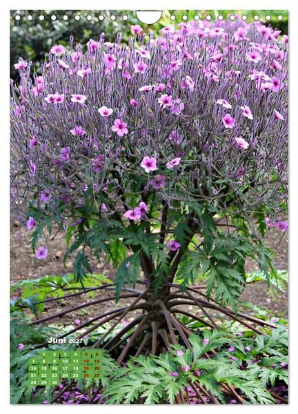 Produktbild: Madeiras Flora. Wundersame Wildblumen und exotische Geh&ouml;lze (Wandkalender 2027 DIN A4 hoch), CALVENDO Monatskalender