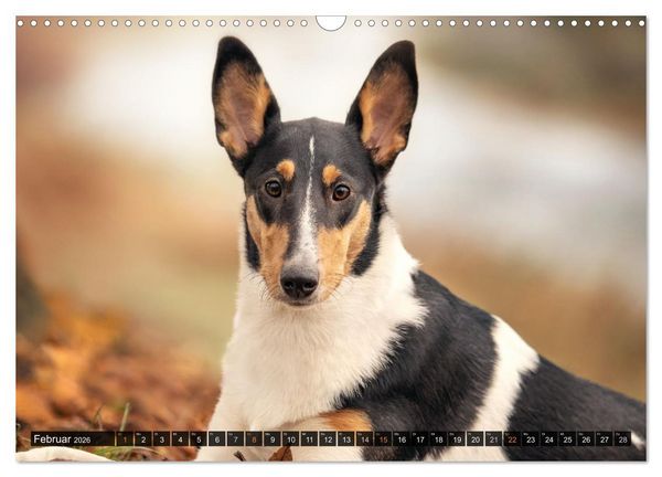 Produktbild: Smooth Collies (Wandkalender 2026 DIN A3 quer), CALVENDO Monatskalender