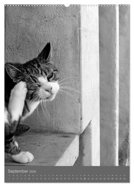 Produktbild: Sonja Heller Katzen in SW-Portraits (hochwertiger Premium Wandkalender 2026 DIN A2 hoch), Kunstdruck in Hochglanz