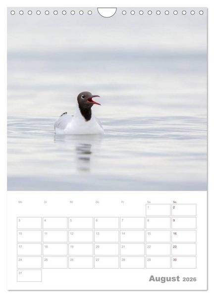 Produktbild: M&ouml;wen - die V&ouml;gel der K&uuml;ste (Wandkalender 2026 DIN A4 hoch), CALVENDO Monatskalender