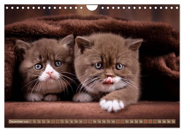 Produktbild: Katzenkinder - Britisch Kurzhaar (Wandkalender 2026 DIN A4 quer), CALVENDO Monatskalender