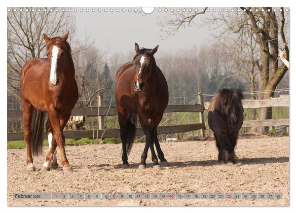 Produktbild: Natural Horsemanship - Partnerschaft mit Pferden (Wandkalender 2026 DIN A3 quer), CALVENDO Monatskalender