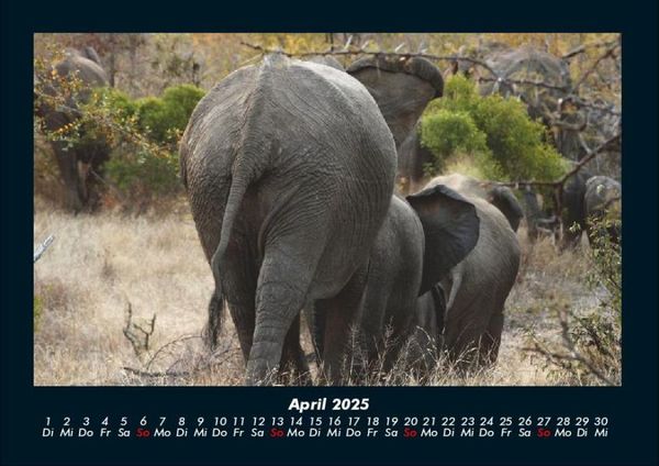 Produktbild: Der Elefantenkalender 2025 Fotokalender DIN A4