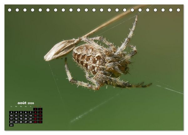 Produktbild: Araign&eacute;es et insectes (Calendrier de bureau 2026 DIN A5 vertical), CALVENDO calendrier mensuel
