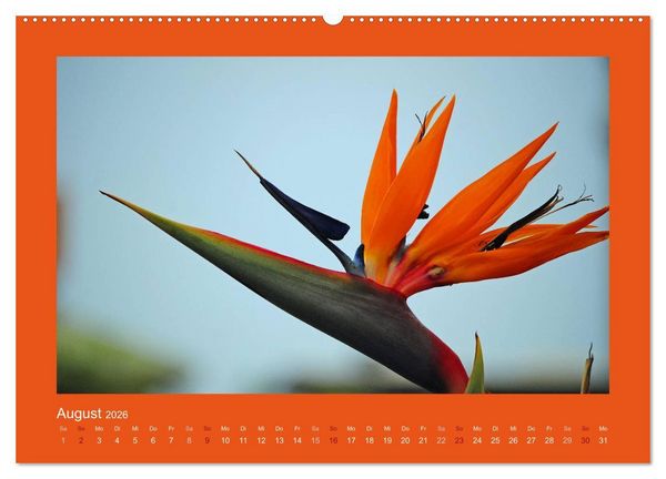 Produktbild: Aloha Bl&uuml;tenzauber aus Hawaii (hochwertiger Premium Wandkalender 2026 DIN A2 quer), Kunstdruck in Hochglanz