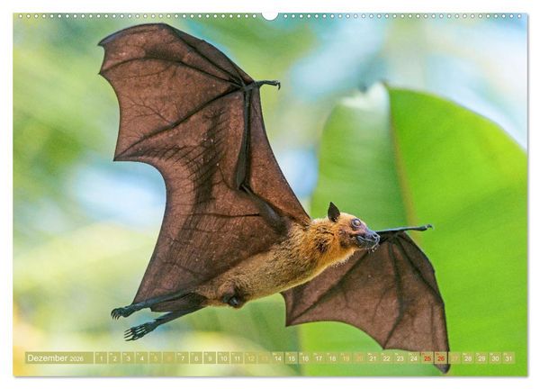 Produktbild: Flughunde: Vegetarische Drachenflieger (hochwertiger Premium Wandkalender 2026 DIN A2 quer), Kunstdruck in Hochglanz
