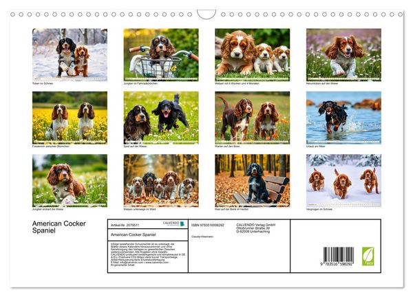 Produktbild: American Cocker Spaniel (Wandkalender 2026 DIN A3 quer), CALVENDO Monatskalender