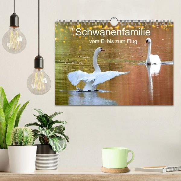 Produktbild: Schwanenfamilie, vom Ei bis zum Fliegen. (Wandkalender 2026 DIN A4 quer), CALVENDO Monatskalender