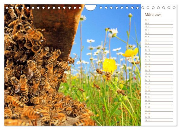Produktbild: S&uuml;&szlig;es Gold: Imker, Bienen & Honig (Wandkalender 2026 DIN A4 quer), CALVENDO Monatskalender