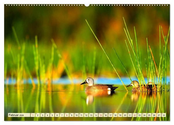 Produktbild: Enten. Beliebt, h&uuml;bsch und imposant (Wandkalender 2026 DIN A2 quer), CALVENDO Monatskalender