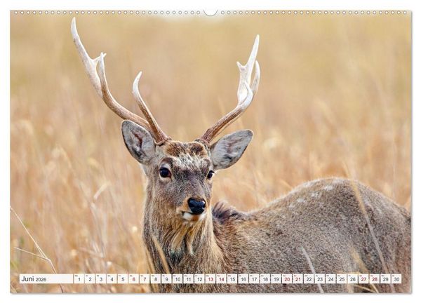 Produktbild: Wildes Japan - Hokkaido im Winter (Wandkalender 2026 DIN A2 quer), CALVENDO Monatskalender