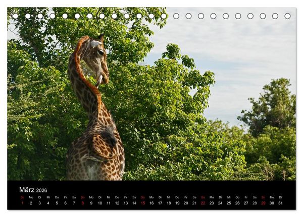Produktbild: Giraffen &ndash; Faszination der Wildnis (Tischkalender 2026 DIN A5 quer), CALVENDO Monatskalender