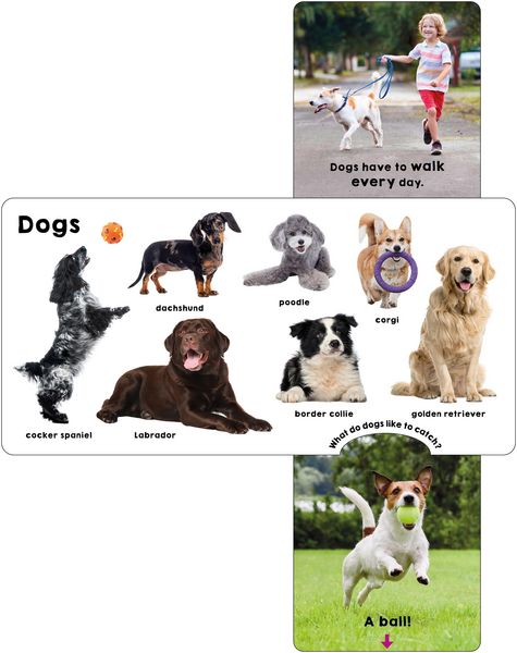 Produktbild: Pets (Slide & Surprise!)
