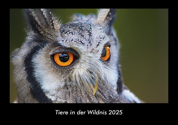Produktbild: Tiere in der Wildnis 2025 Fotokalender DIN A3