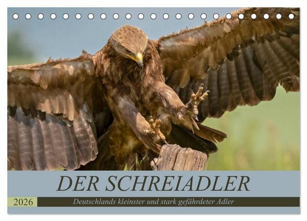 Der Schreiadler (Clanga pomarina) - Deutschands kleinster und stark gefährdeter Adler. (Tischkalender 2026 DIN A5 quer), CALVENDO Monatskalender