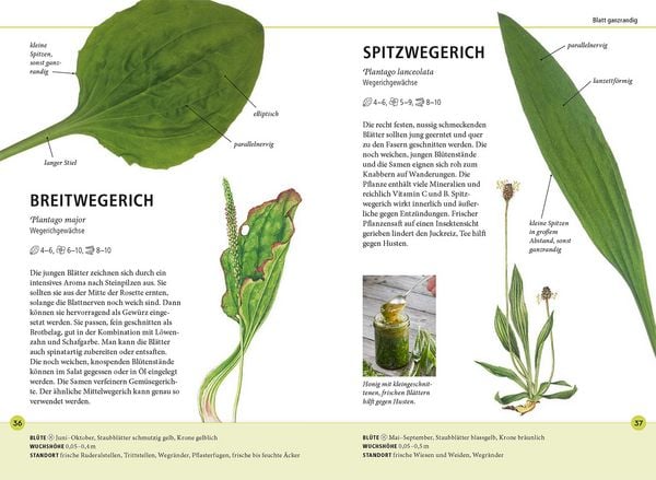 Produktbild: Wildkr&auml;uter am Blatt erkennen
