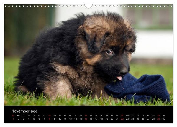 Produktbild: Deutscher Sch&auml;ferhund - Welpen (Wandkalender 2026 DIN A3 quer), CALVENDO Monatskalender