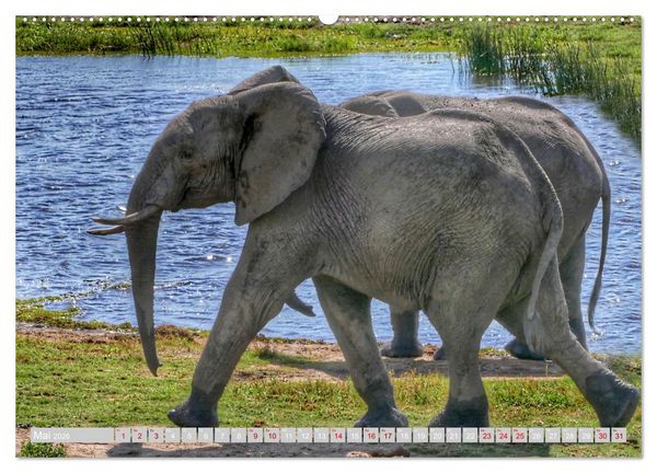 Produktbild: Namibia &ndash; Die Tierwelt vom Caprivi bis Etosha (Wandkalender 2026 DIN A2 quer), CALVENDO Monatskalender